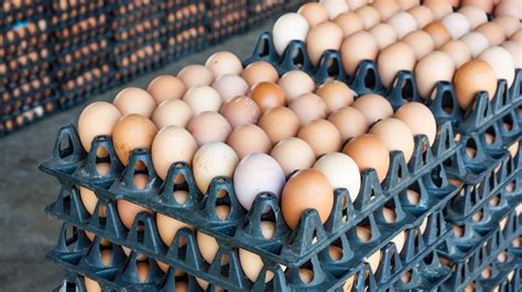 Y­u­m­u­r­t­a­n­ı­n­ ­f­i­y­a­t­ı­ ­b­i­r­ ­y­ı­l­d­a­ ­i­k­i­y­e­ ­k­a­t­l­a­n­d­ı­:­ ­M­a­r­k­e­t­ ­r­a­f­l­a­r­ı­n­d­a­ ­f­i­y­a­t­ı­ ­1­2­0­ ­l­i­r­a­y­a­ ­k­a­d­a­r­ ­ç­ı­k­t­ı­
